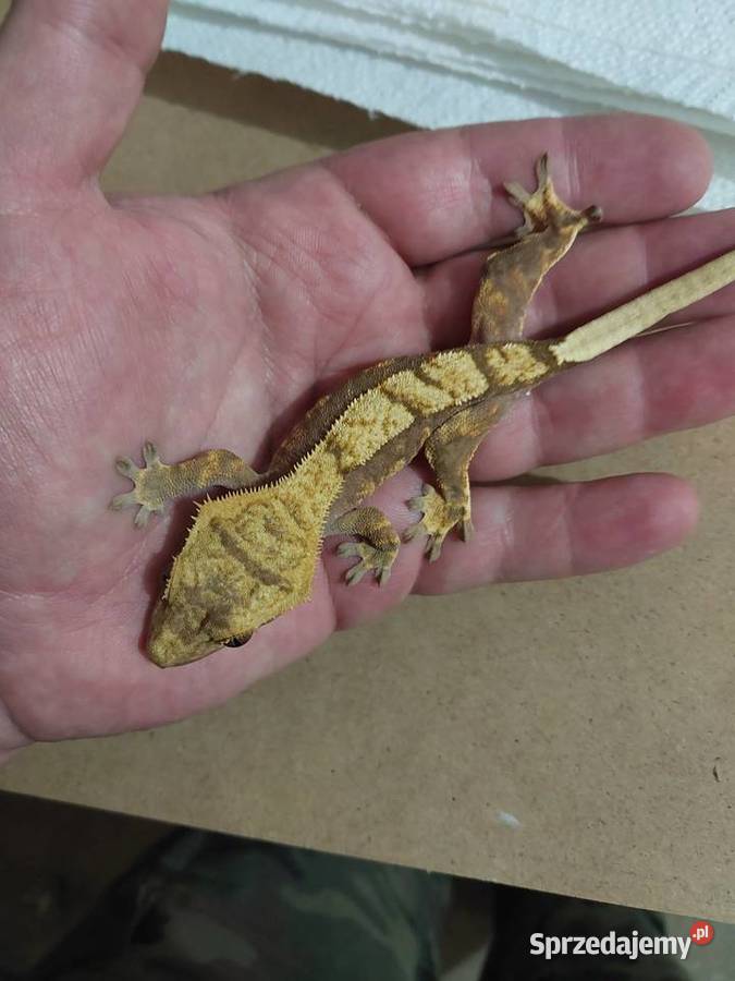 Gekony orzesione gekon Reda