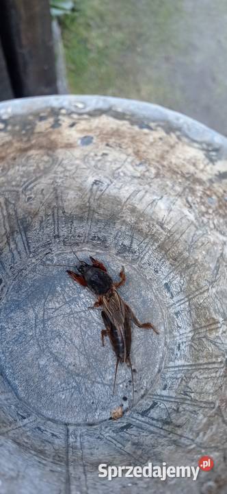 Turkuć podjadek Krotoszyn