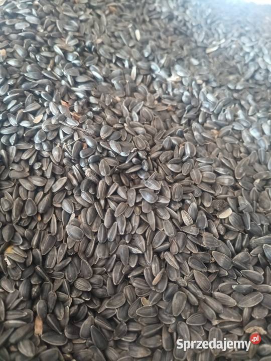 Słonecznik ziarno na olej Werechanie