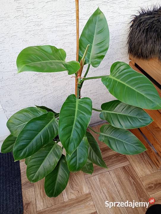 Philodendron Imperial Green duża zdrowa roślina śląskie Częstochowa sprzedam