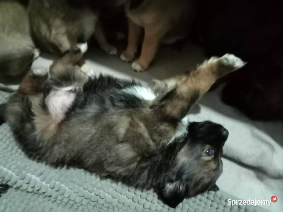 Oddam pieski w ręce Opole