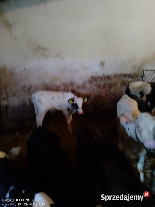 Byczki i jałoweczki do dalszego chowu Mzurowa