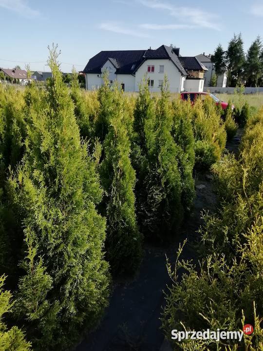 Tuja szmaragd 80 w 15 Iglaste Myszków