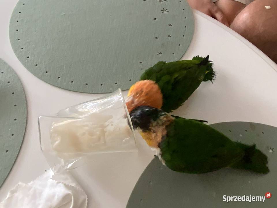 Barwinka czarnogłowa OSWOJONA samiec Mysłowice