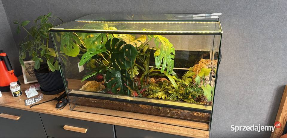 boiga cyanea płeć nieznana Wałbrzych