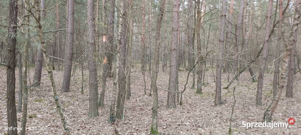 Sprzedam las Żmijewo-Kuce