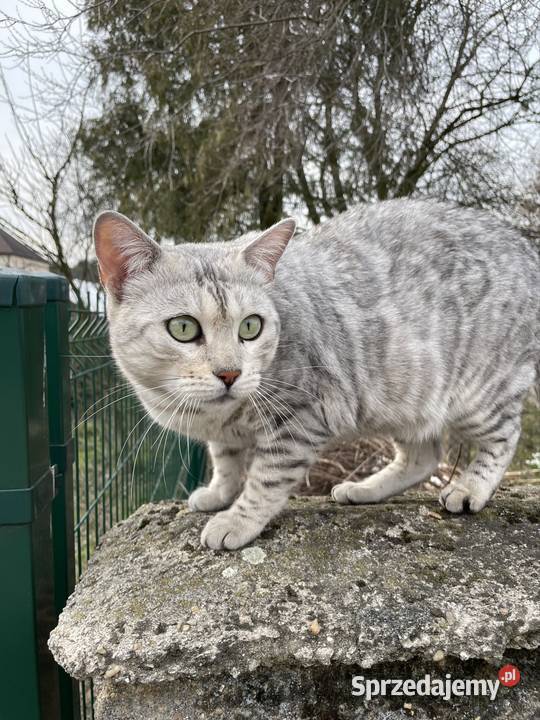 Pohodowlana kotka bengalska Lubliniec sprzedam