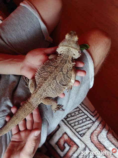 Agama Brodata dorosła tanio Busko-Zdrój sprzedam