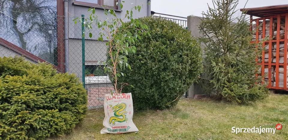 55x95 Worek z Juty nadaje się do przechowywania Wieliczka