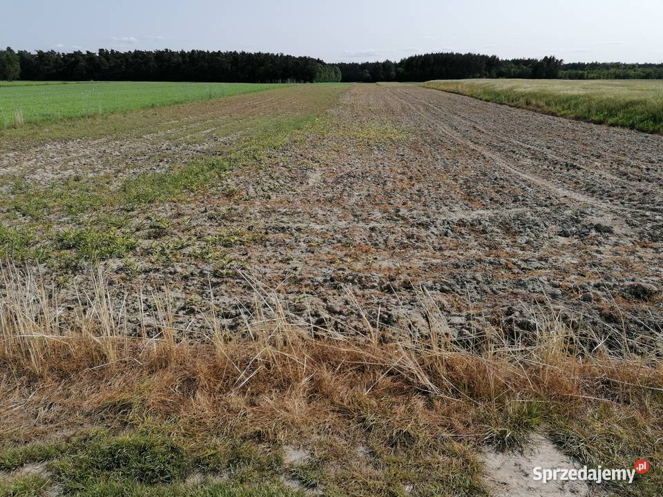 Sprzedam działkę rolną w Ciechankach Ciechanki