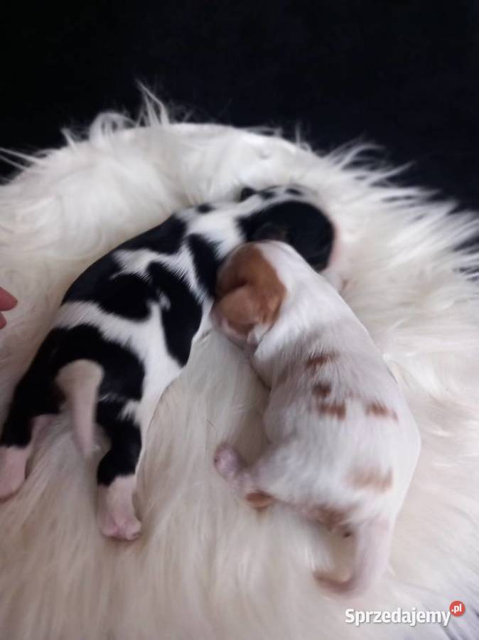 Cavalier King Charles Spaniel Strzelce Opolskie sprzedam