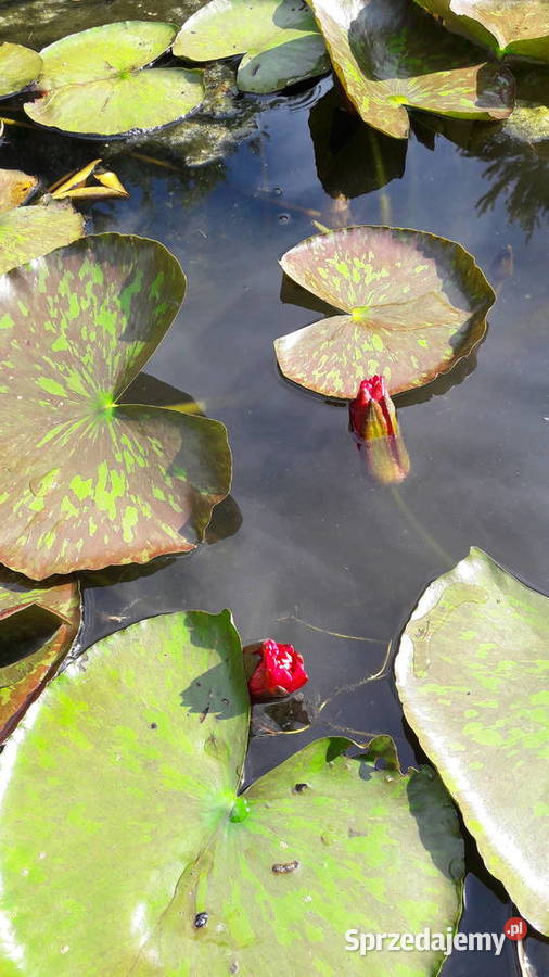 Lilia wodna Nenufar Sarzyna