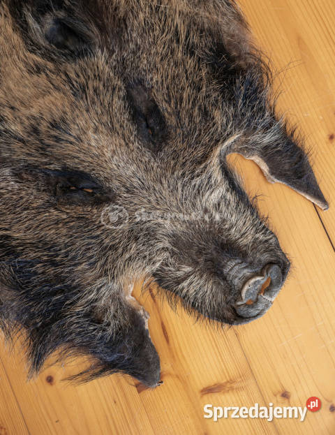 Dzik dekoracyjny skóra z dzika na podłogę skóra małopolskie Szaflary