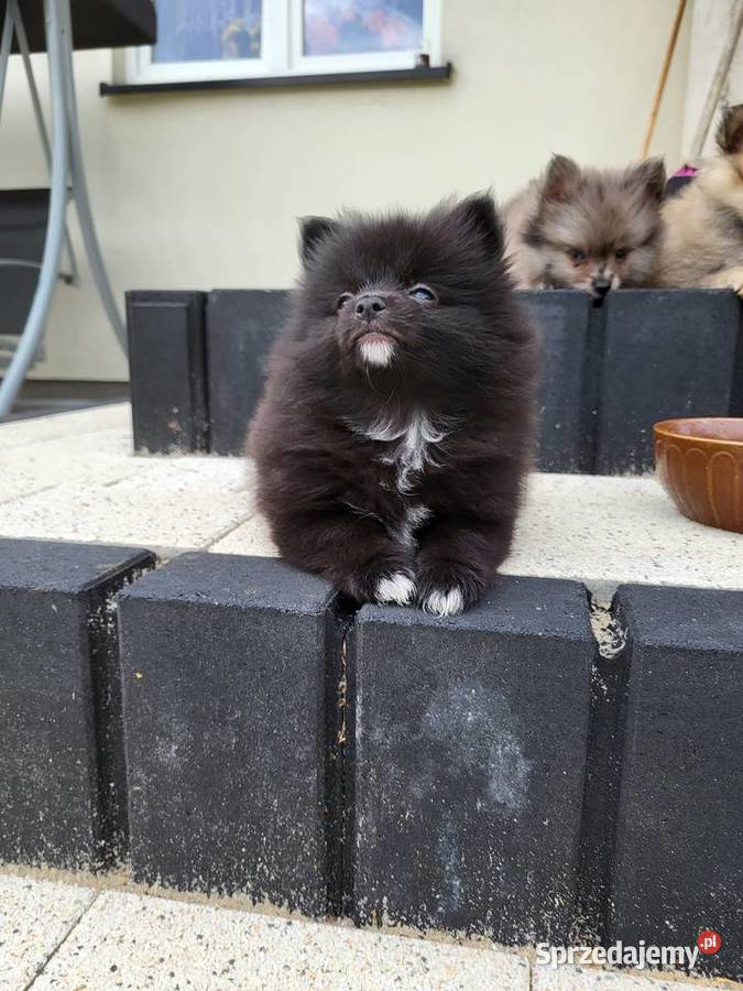 szpic miniaturka pomeranian Piaseczno