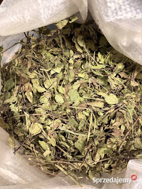 Mięta pieprzowa ziele całe młode lubelskie Dawidy