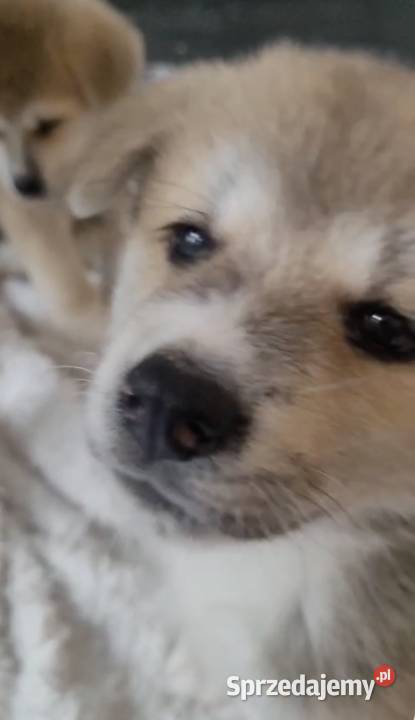 czerwona suczka Akita Inu ZKwP FCI szczeniaki Warszawa
