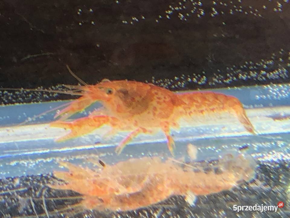 Rak mini orange Justynów