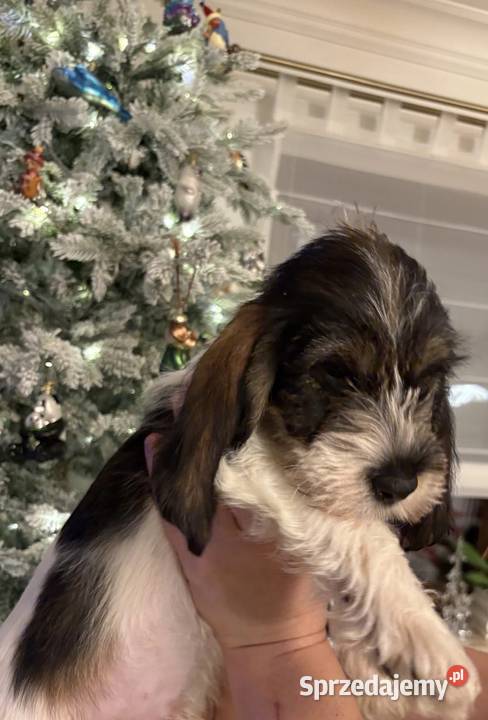 PBGV szczeniak petit basset griffon vendeen ZKWP