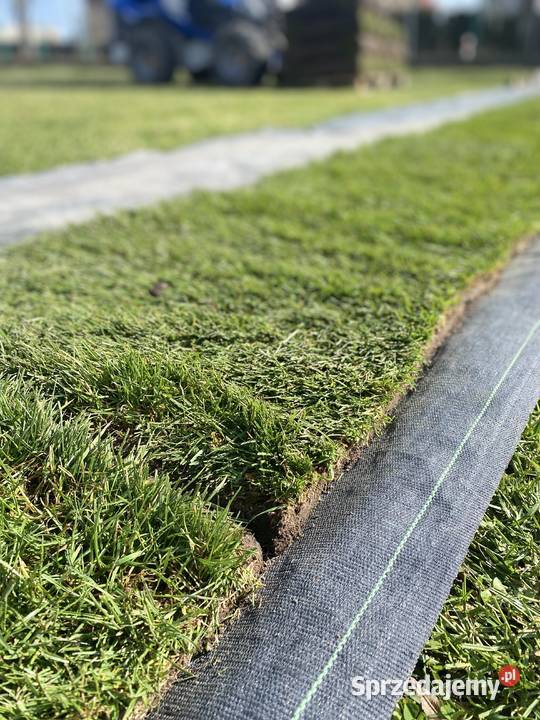 Trawa z rolki trawnik z rolki hurt i detal sprzedam