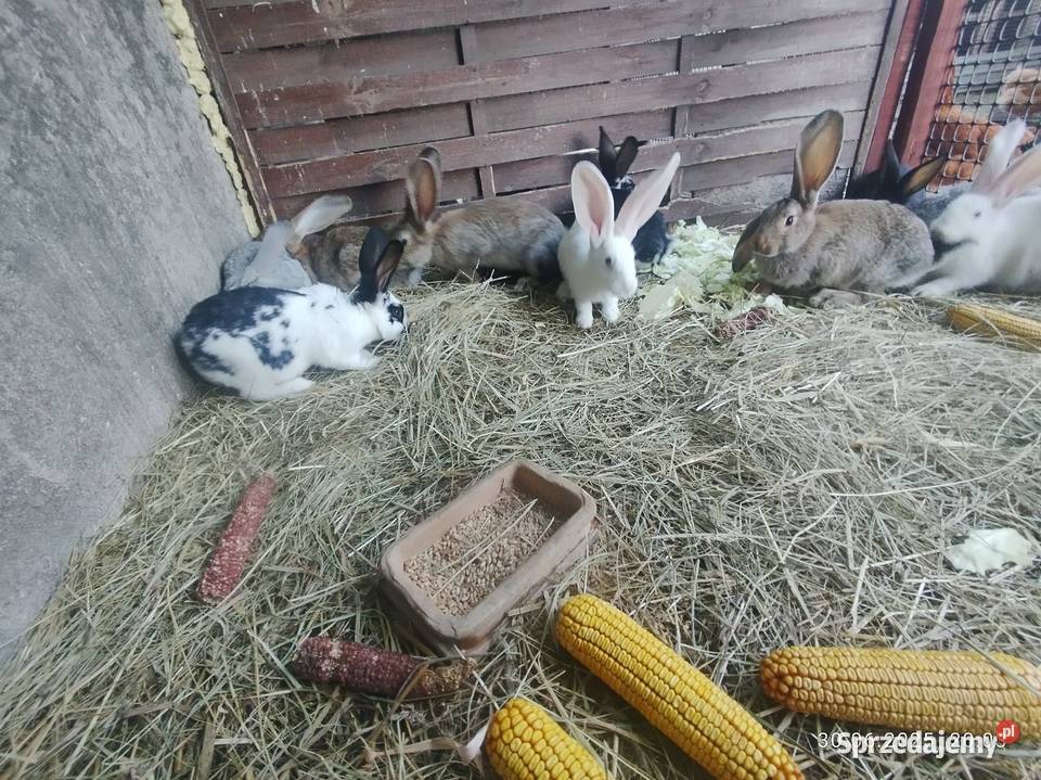 Króliki belgijskie z baranem Szubin