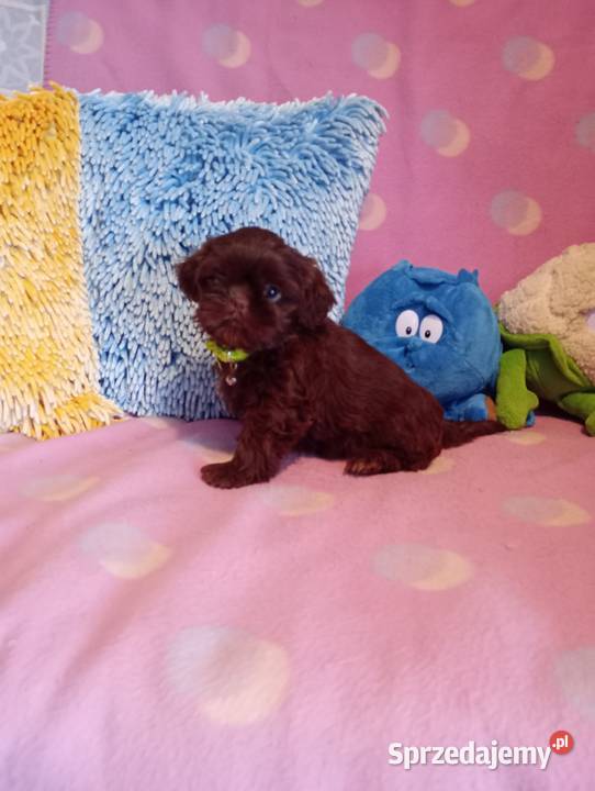 ShihTzu czekoladowe szczeniaczki Opole