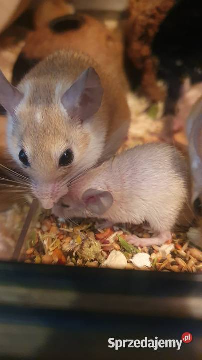 Kolcomyszy skalne Acomys cahirinus Wrocław