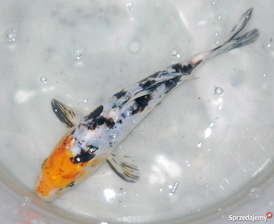 Sprzedam karpiekoi DOITSU YORIGOI łódzkie Łowicz sprzedam