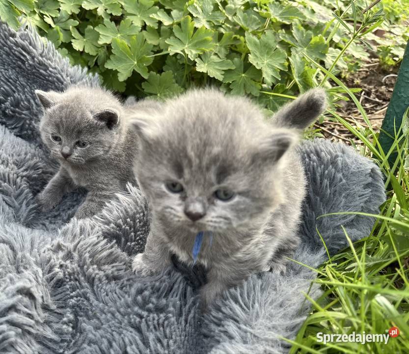 Blue boy słodkie brytyjskie kocurki Piorunówek sprzedam