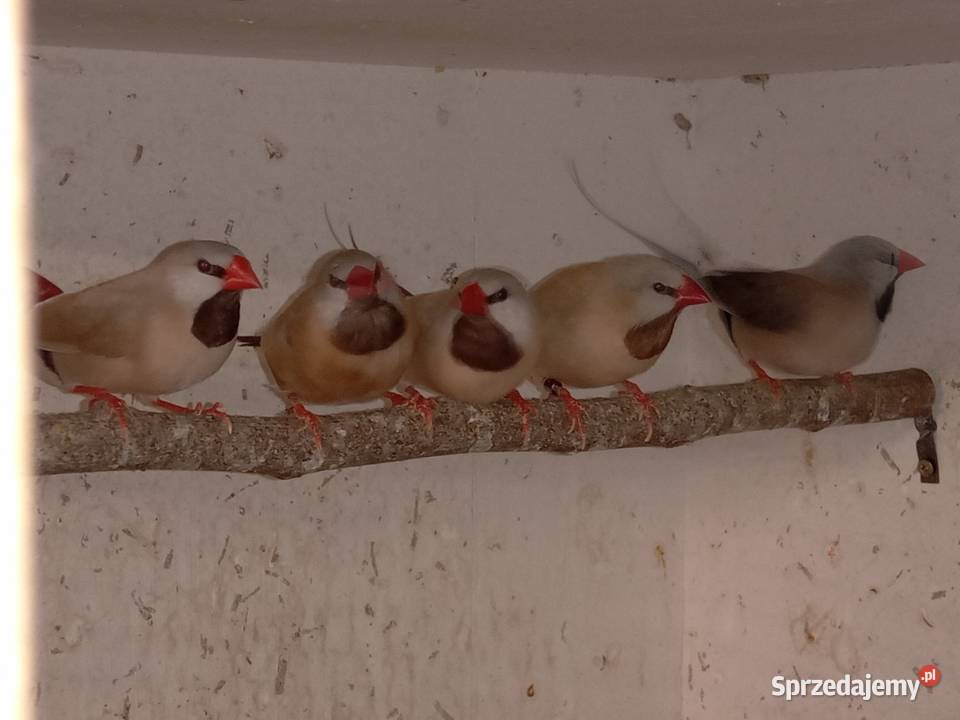 Amadyny Ostrosterne śląskie Blachownia