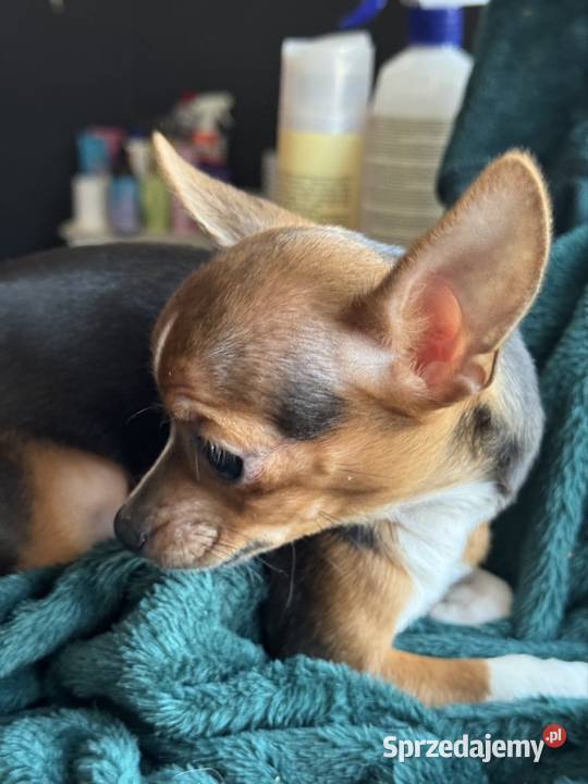 Cudowna xxs Pinczerka Warszawa sprzedam