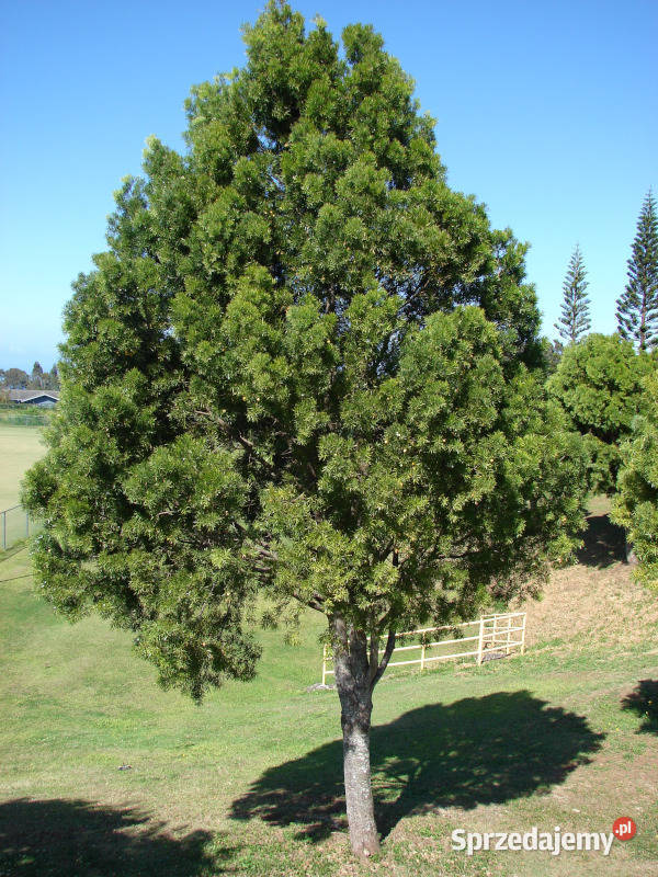 PODOCARPUS GRACILIOR Podocarpus gracilior Nasiona Lubanie sprzedam