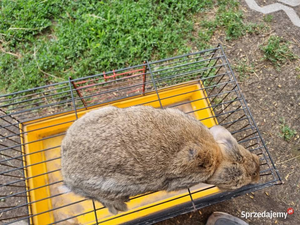 Baran francuski Wola Rębkowska