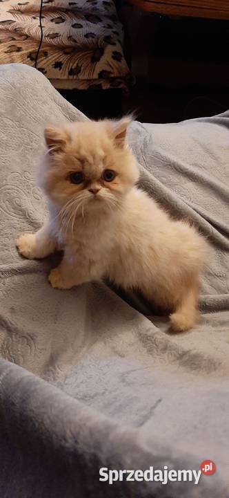 Kotykotkikocięta Perskie kujawsko-pomorskie Bydgoszcz sprzedam