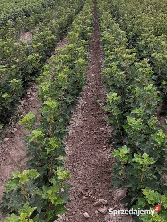 Porzeczka czerwona czarne patyki liście sadzonka Puławy