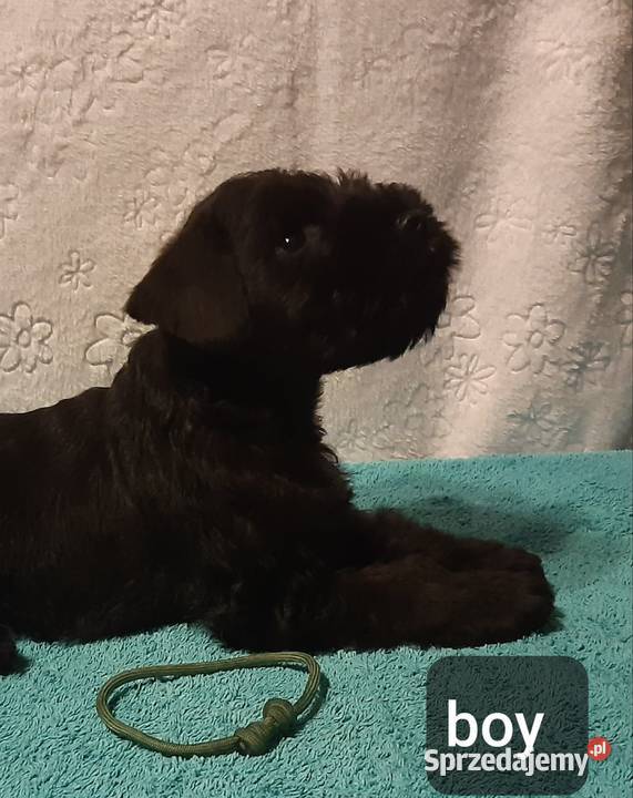 SZNAUCERY MINIATUROWE czarne maluszki z metryką Słomniki