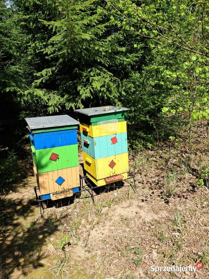 Pakiety Odkłady Pszczoły mazowieckie Odrzywół