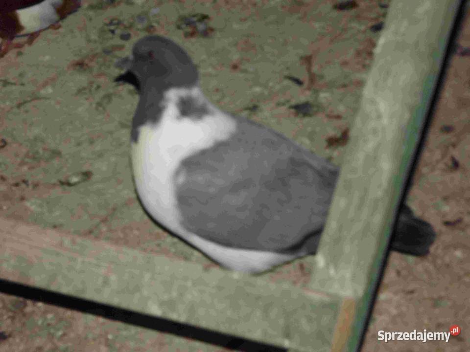 sprzedam gołebie Podborze