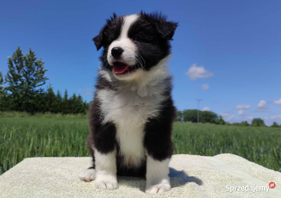 Piękny Rasowy Pies Border Collie Szczeniak z Iwonicz