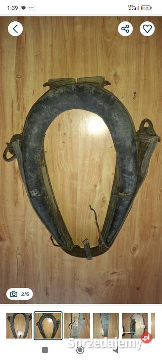 Homonto stare Konie Kłodzko