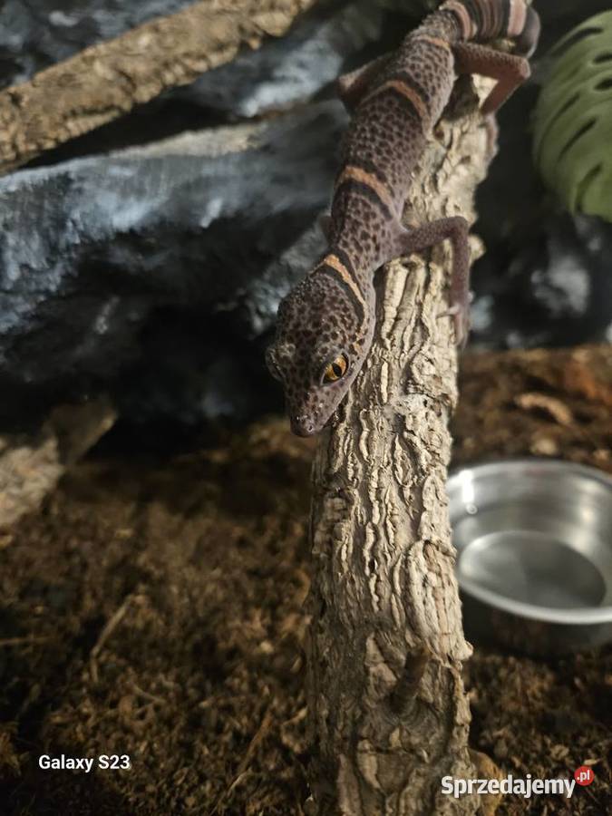 Goniurosaurus luii Samiec