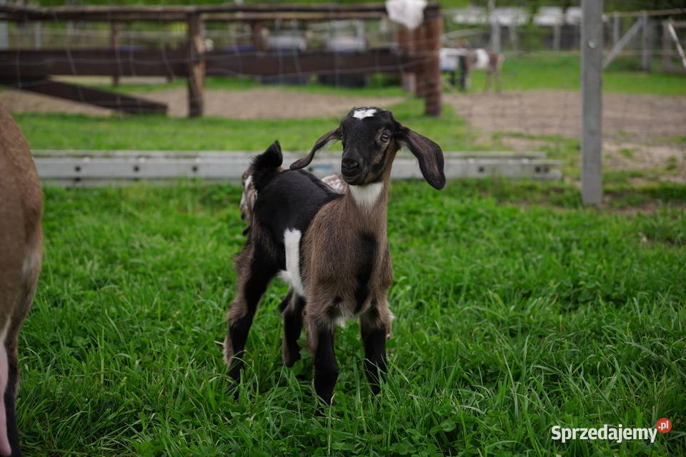Koza Anglonubijska 100 Sprzedam Przyrów
