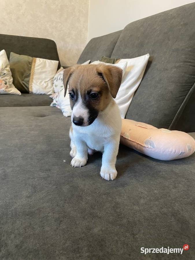 Jack Russell Terrier szczeniaczki