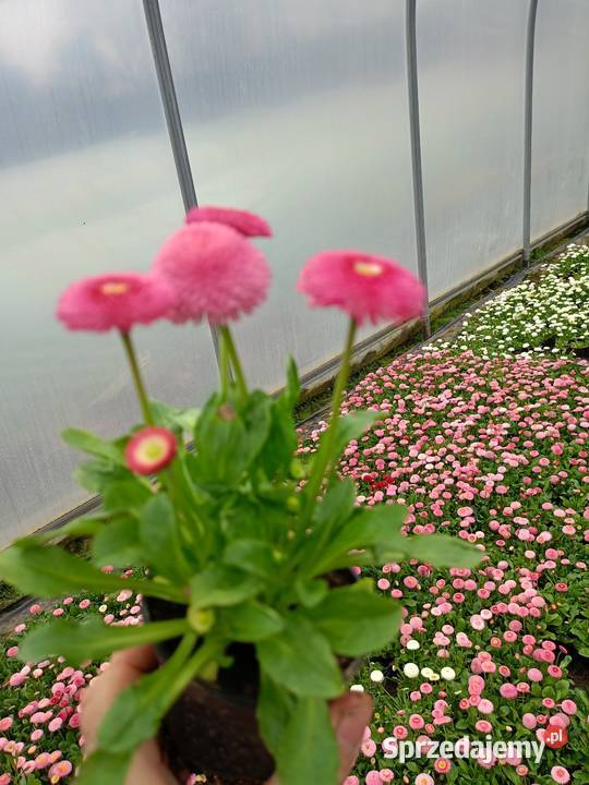 Supertunia Vista 15 kolorów sadzonki w Dom i Ogród Czulice