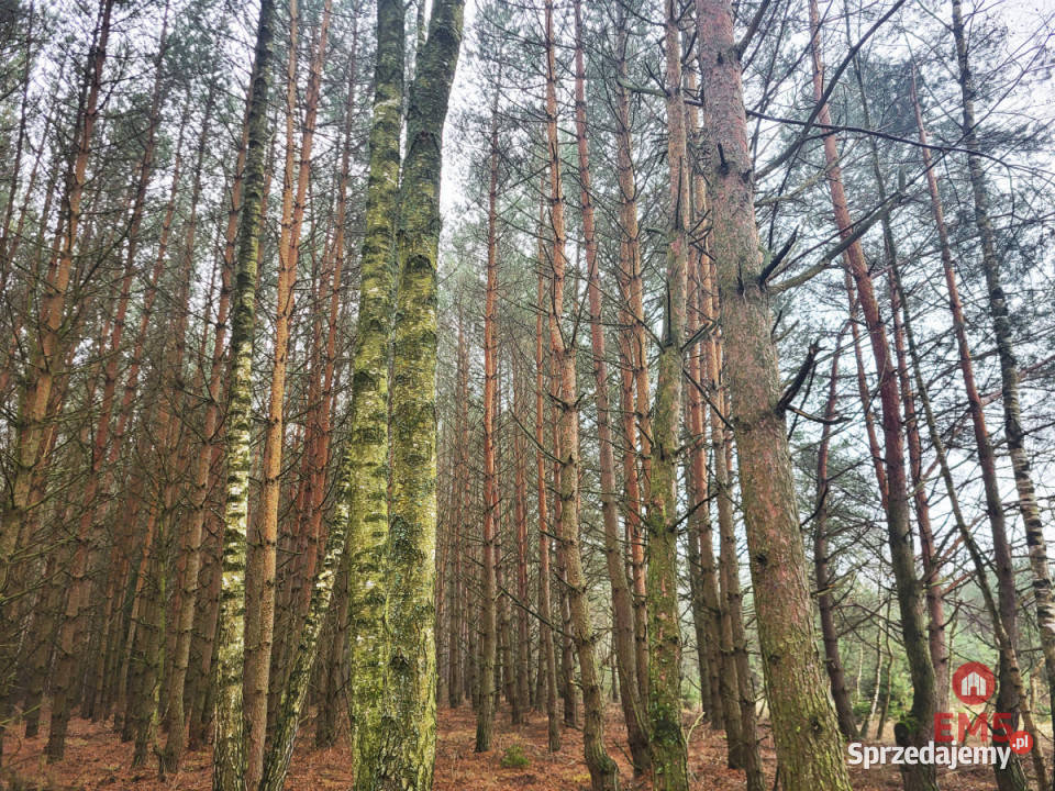 Działka 32000m2 Dubicze Cerkiewne sprzedam