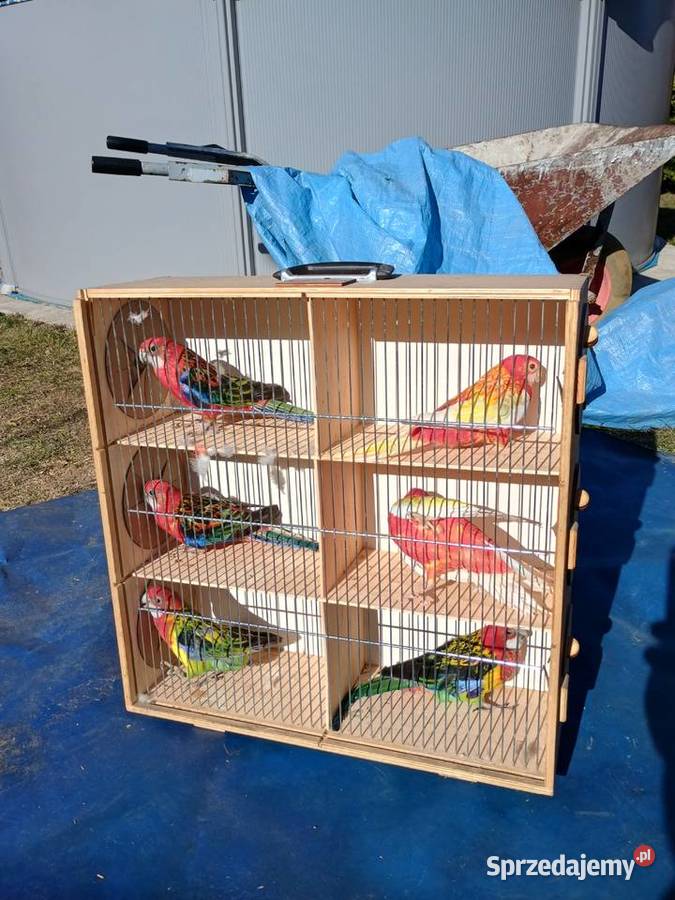 Rozelle białolice Łask