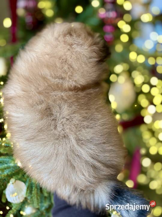 Szpic miniaturowy Pomeranian Radom