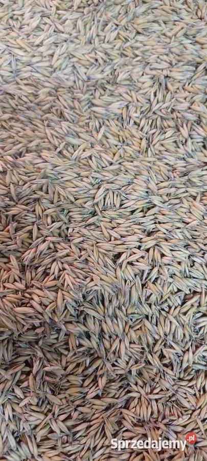 Owies tegoroczny 2025 podkarpackie Sędziszów Małopolski