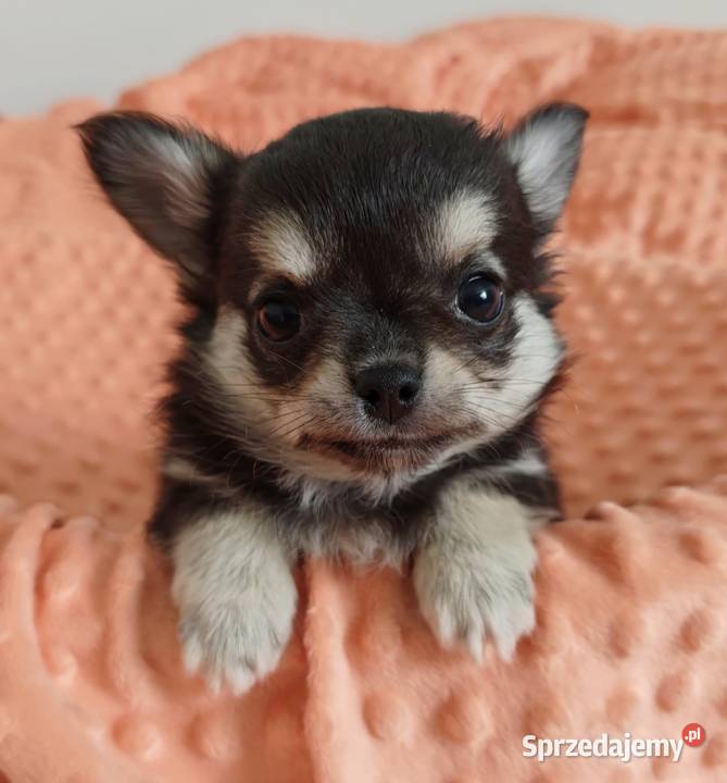 Chihuahua szczenięta super pies mini prawdziwy Radom