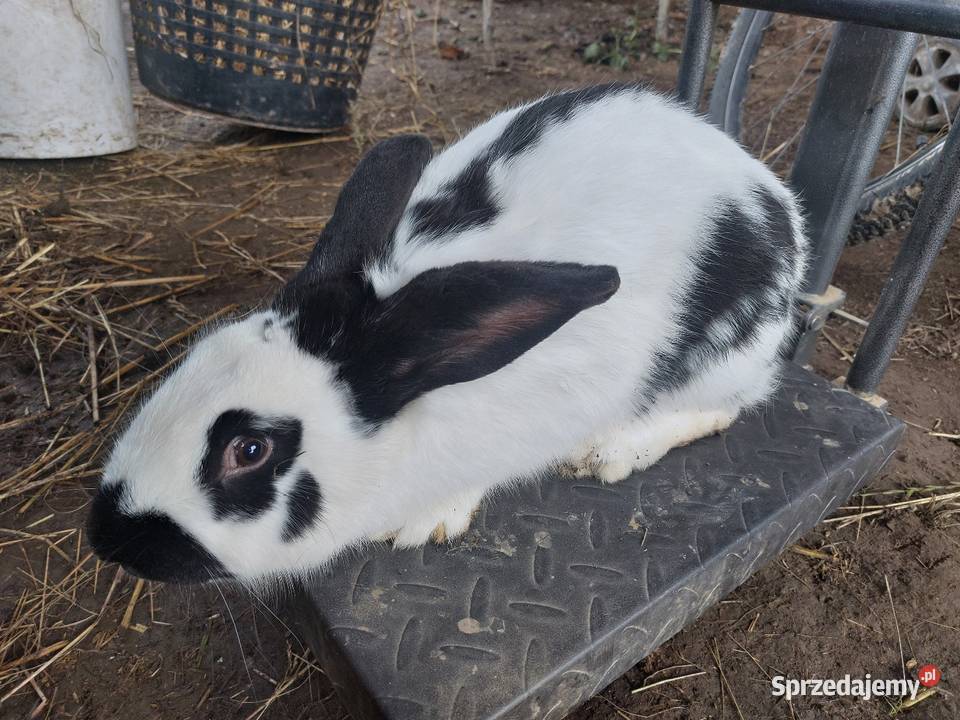 Króliki młode duże