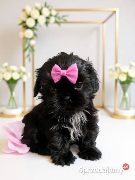 Suczka rasy ShihTzu szuka domku